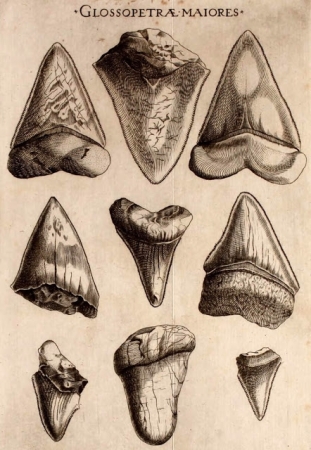 Nicolas Stenon \"Canis carchariae dissectum caput\" (1667). Gravure préparée pour le manuscrit de Michalelis Mercati  (1541-1593) \"Metallotheca Vaticana\" édité en 1717