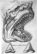 Nicolas Stenon : Canis Carchariae dissectum caput in "Elementorum myologiæ specimen" (1667),  © BIU Santé Médecine, Paris