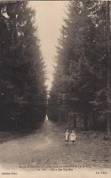 Grignon - Allée des épicéas. Carte postale collection Maryse Le Gal