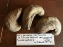 Ostrea-Gryphaea-arcuata-LAMARCK-1801-Sinemurien-Liernais-21