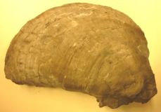 Ostrea aquila - BRONGNIART,1822 - L-225cm, l-165cm - Crédit-Musée aquarium de Nancy