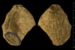 Ostrea-bellovaccina-LAMARCK-1806-credit-Peter-MASSICARD-MNHN