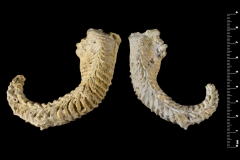 Ostrea-carinata-LAMARCK-1806-credit-Peter-Massicard-MNHN-1