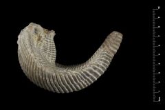 Ostrea-carinata-LAMARCK-1806-credit-Peter-Massicard-MNHN