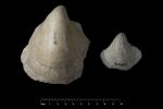 Ostrea-columba-LAMARCK-1819-Credit-MNHN
