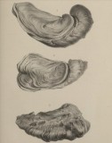 Ostrea couloni DEFRANCE,1821 - A. d'Orbiny - Paléontologie française T3