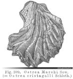 Ostrea-cristagalli-Huitre-crete-de-coq-LINNAEUS-1758