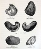 Ostrea-deltoideaTrigonia-gibbosa-Ostrea-virgula-La-terre-avant-le-deluge-Louis-Figuier-1863