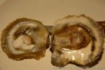Ostrea-edulis-LINNAEUS-1758-Credit-Jean-Marc-BOUYSSONIE-site-Doris-1