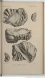 Ostrea-flabellata-GOLDFUSS-1833-Paleontologie-francaise-...-Alcide-dOrbigny