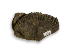 Ostrea-gregaria-SOWERBY-11857