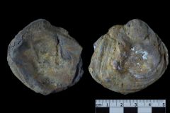 Ostrea-longirostris-LAMARCK-1806-Credit-Peter-MASSICARD-MNHN
