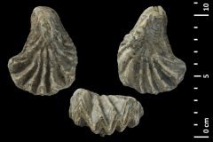 Ostrea-marshii-SOWERBY-1816-Credit-Lilian-CAZES-MNHN