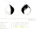 Ostrea matercula (de Verneuil, 1845) - Géologie de la Russie d'Europe...Vol2 -  De Verneuil 1845