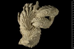 Ostrea santonensis d'Orbigny, 1848 = ostrea pesleonis - Crétacé sup Turonien, Coniacien, Santonien - Crédit Peter Massicard MNHN