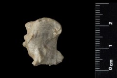 Ostrea-spinosa-Matheron-1842-Credit-Jocelyn-Falconnet-MNHN