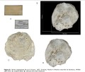 Ostrea-subgigantea-credit-Michele-Piazza-Universita-degli-Studi-di-Genova