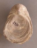 ostrea-cymbium-LAMARCK-1819