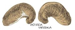 ostrea-virgula-kimmeridgien-1