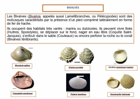 Bivalves (1024x723)