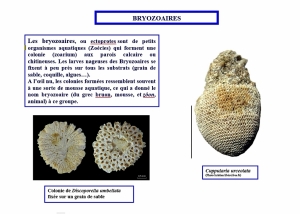 Bryozoaires (1024x731)