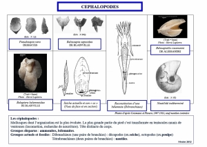 Céphalopodes (1024x727)