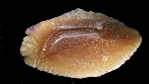 Otolithe de Orthopristis - Grignon - Photo et collection H.Lapierre
