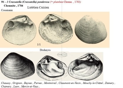 Dordonnat bivalves (711x512)
