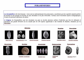 Foraminifères (1024x736)