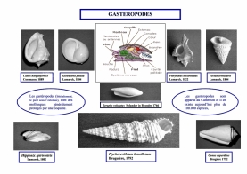 Gastéropodes (1024x726)
