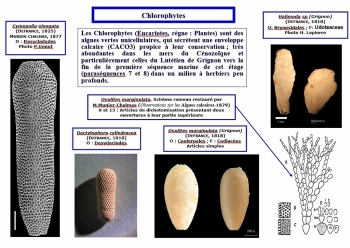 Les chlorophytes (1024x725)