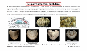 chitons (1024x596)