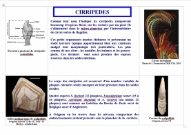 cirripèdes (1024x729)