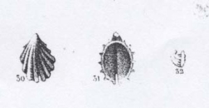 deshayes emarginula