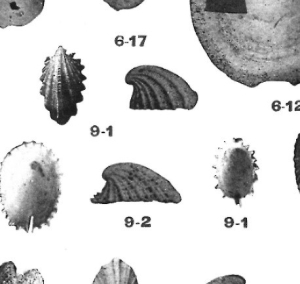 emarginula costata planche 2