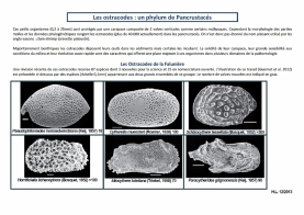 ostracodes (1024x723)