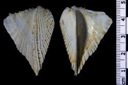 Cardium lithocardium Linnaeus, 1771 - Photo-MNHN