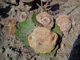 Les premières ammonites de Yann et Begonia. Photo Yann