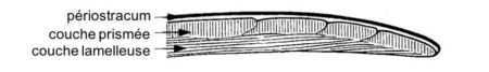 Coupe schématique d'une coquille de Bivalve - dessin d'après Theobald et Gama - site geolorraine