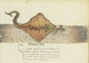 "Mantte (raie Manta) Ce poisson est fort grand et non moins malicieux. Quand les nègres plongent dans la mer pour prendre les perles, il saute sur eux pour les faire se noyer et ensuite les manger." Drake manuscript (v. 1595)