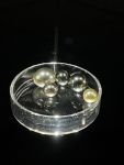 Perles de culture - Pinctada margaritifera