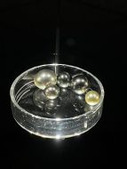 Perles de culture - Pinctada margaritifera