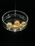 Perles de culture  - Pinctada maxima