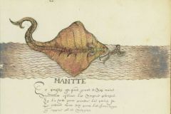"Mantte (raie Manta) Ce poisson est fort grand et non moins malicieux. Quand les nègres plongent dans la mer pour prendre les perles, il saute sur eux pour les faire se noyer et ensuite les manger." Drake manuscript (v. 1595)