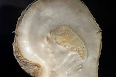 Pincatada maxima (Jameson, 1901)