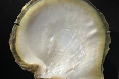 Pinctada margaritifera (Linnaeus, 1758)