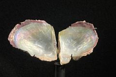 Pinctada radiata (Leach, 1814)