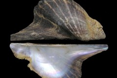 Pteria colymbus (Roding, 1798)