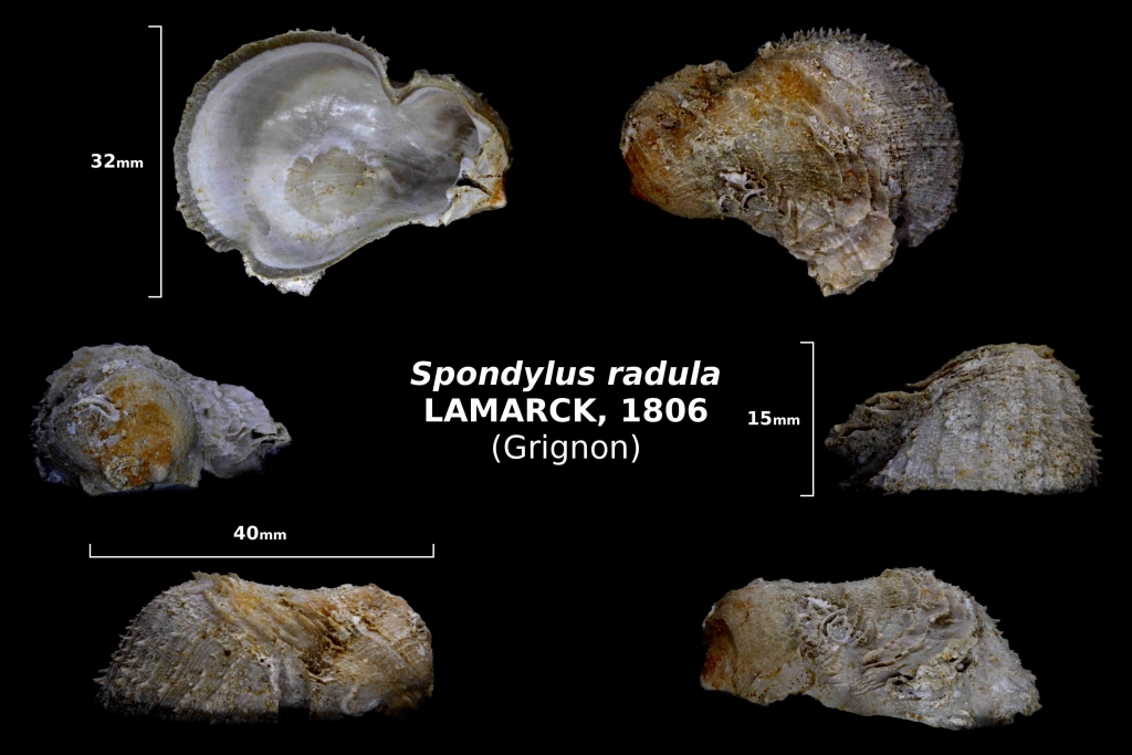 Spondylus radula - photo Delphin 08/18