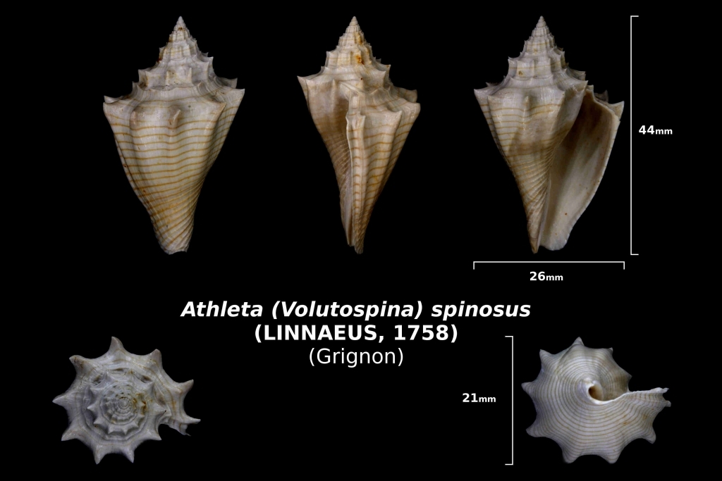Athleta (Volutospina) spinosus trouvé en avril 2018 dans la couche à campaniles - photo Delphin 08 2018